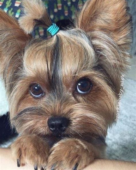 13 cute yorkie poo haircut ideas all the different types and styles – Artofit