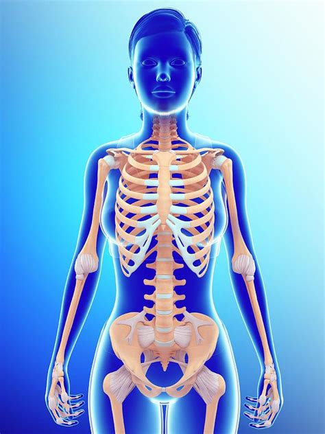 Female Skeletal System Photograph by Pixologicstudio/science Photo Library