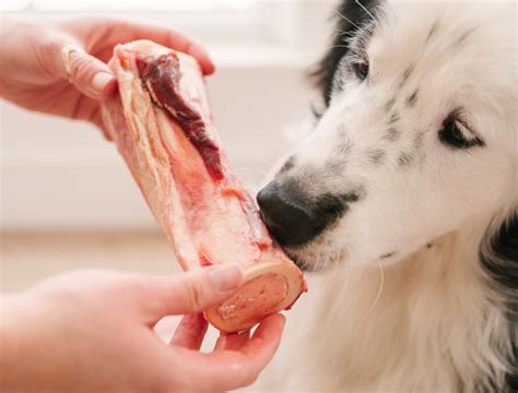 Benefits of Raw/Edible Bones For Dogs in Scottsdale, AZ