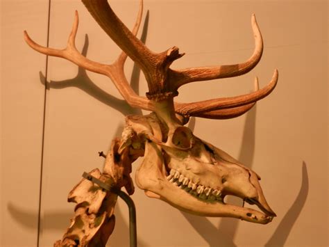 Elk Skull | This elk actually looks a bit like the camel sku… | Flickr