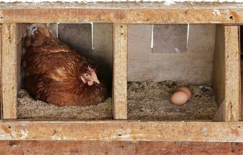 When Do Chickens Lay Eggs and How Can I Prepare for It? | Freedom ...