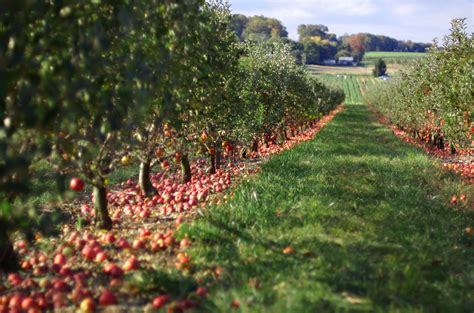 Apple Orchard Photograph by Jeff Kubina via Flickr