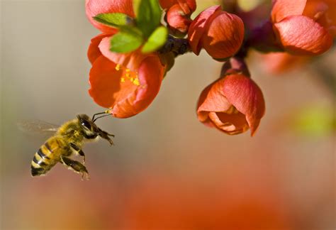 Bee_Pollination