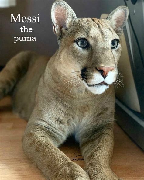 Meet Messi, The Rescued Puma [ Being Ron ]