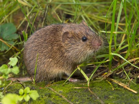 Voles Trapping & Removal in Virginia - Professional Pest Control