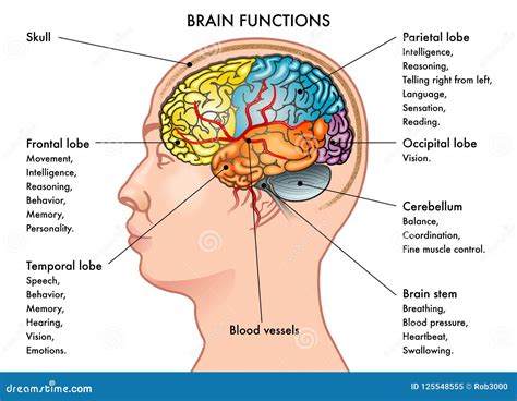 Chart Of The Brain And Its Functions: A Visual Reference of Charts | Chart Master