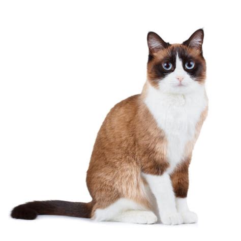 Snowshoe Cats | Cat Breeds