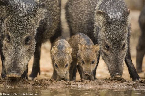 Javelina-babies | Animales exóticos, Animales, En peligro de extincion