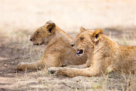 350+ Sleeping Lions In Large Pride At The Savannah Stock Photos ...