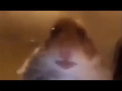 Staring Hamster: Video Gallery | Know Your Meme