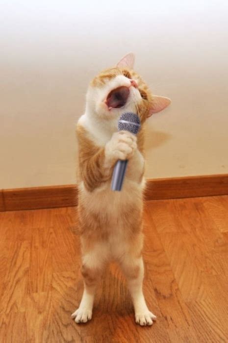 Karaoke Cat 2 - 1Funny.com