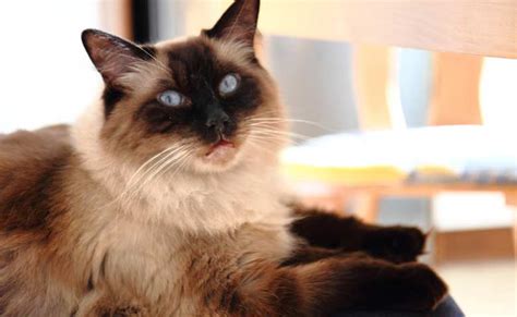 Calico Ragdoll Cat (Everything You Need To Know About Calico Ragdoll ...