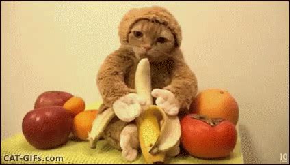 Cat Banana GIF - Cat Banana - Discover & Share GIFs