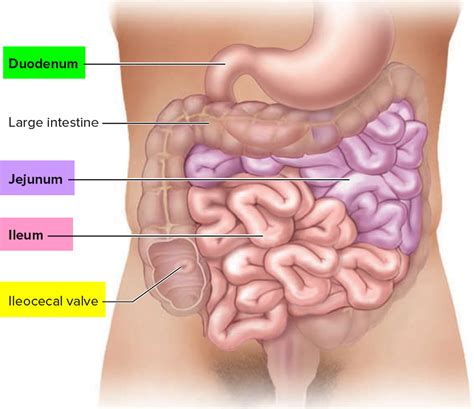 Small Intestine Location, Function, Length and Parts of the Small Intestine