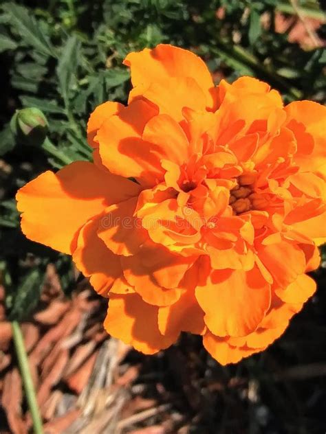 Mexican Marigold Flower Close Ups at Garden Stock Photo - Image of decoration, growing: 101923664