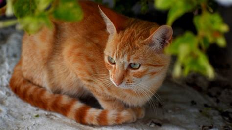 Large orange tabby cat - mensspace