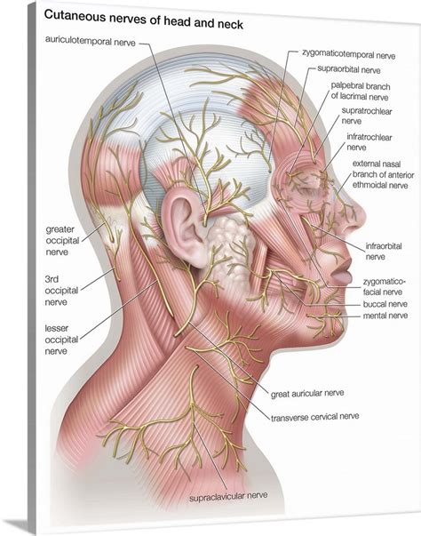 Back Of Neck Nerves Anatomy : Cervical Spine Anatomy Neck _ Back of neck nerves anatomy ...