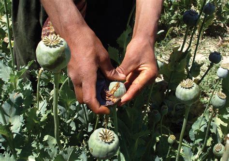 opium poppy | Description, Drugs, & Seeds | Britannica