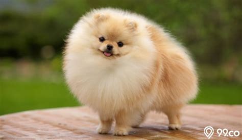 Anjing Pomeranian: Si Kecil Dengan Banyak Temukan, 44% OFF