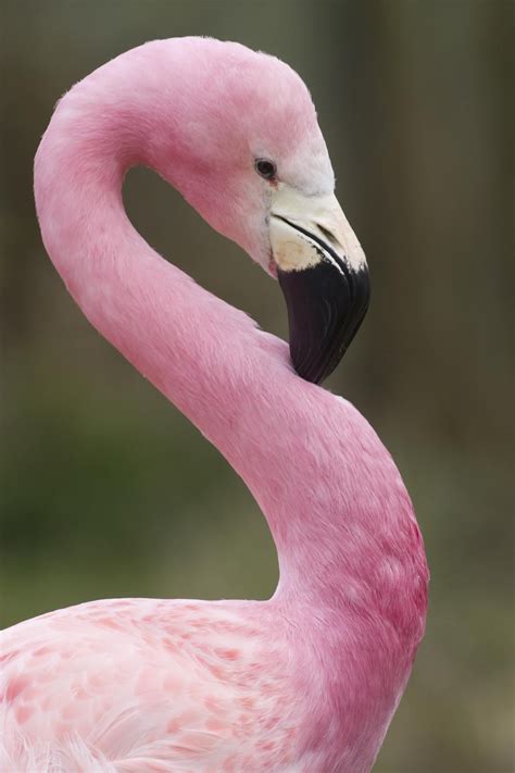 Pink Flamingos Birds