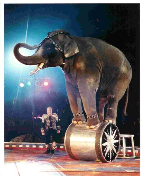 Pin by Elizabeth Atterbury on Circus comes to town | Circus elephant art, Circus elephant ...