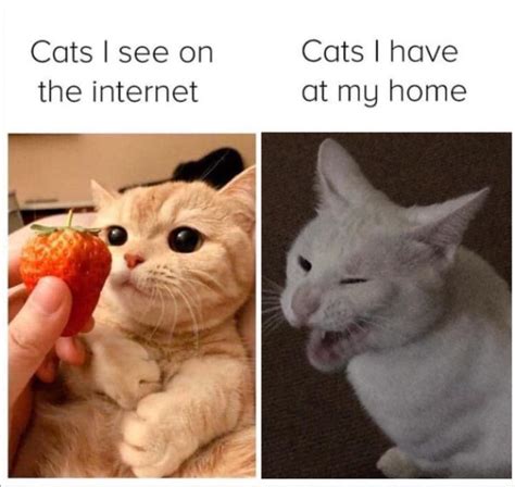 “Mum can we get cat?” “No we have cat at home.” Cat at home: : r/Catmemes