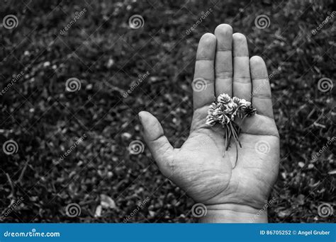 Black And White Photo Of Hand Holding Flowers Stock Photo - Image of contrast, beginnings: 86705252