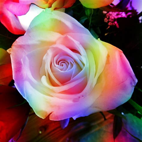 Rainbow Rose Free Stock Photo - Public Domain Pictures