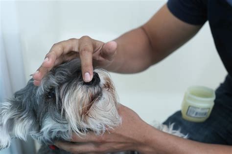 How to Treat Dry Nose in Dogs | Cuteness