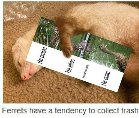 The best Ferret memes :) Memedroid