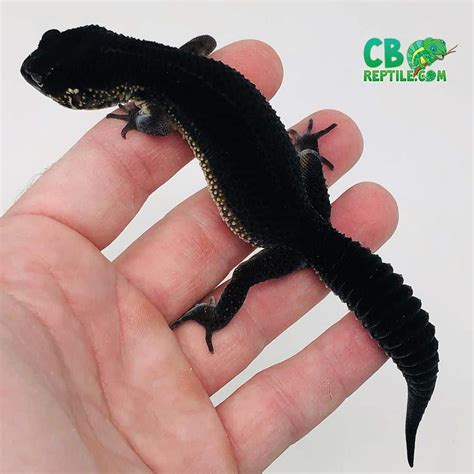 What kind of leopard gecko morph breeds are there? – Leopard Gecko Habitat