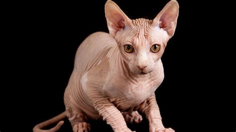 DON SPHYNX CAT PERSONALITY AND BREED (ALL YOU NEED TO KNOW) - DorkyCats