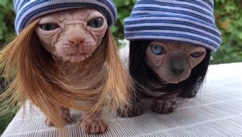 Video: Mad Genius Puts Wigs and Beanies on Hairless Cats - X96