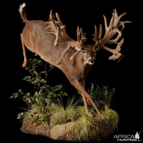 Whitetail Deer Full Taxidermy Mount | AfricaHunting.com