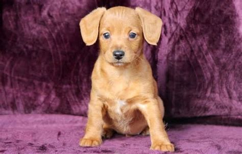 55+ Miniature Dachshund Golden Retriever Dachshund Mix - l2sanpiero