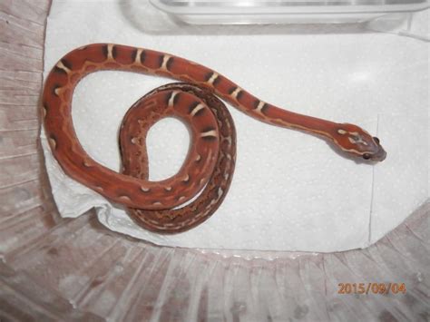 Scaleless Aztec Cornsnake - Ians Vivarium