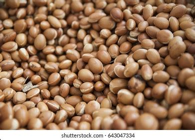 Background Argan Seeds Produced By Argania Stock Photo 643047334 ...