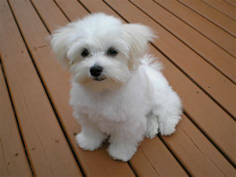 Teacup Maltese - Complete Breed Guide - Animal Corner