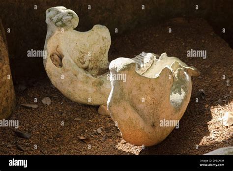 Ancient elephant fossils Millions of years old That were unearthed on the ground Stock Photo - Alamy