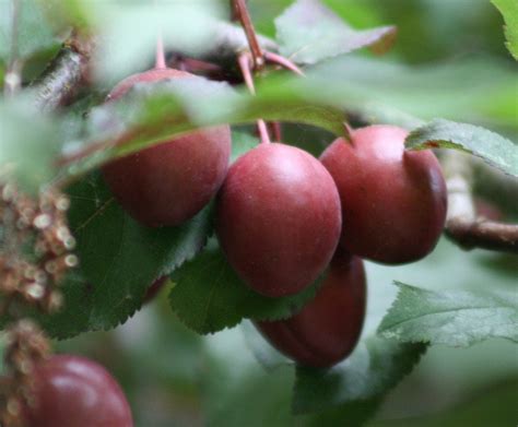 Ornamental Plum Tree May Be Bearing Plums: Reasons And Solutions – Craftsmumship