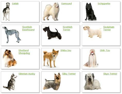 all different types of dog breeds