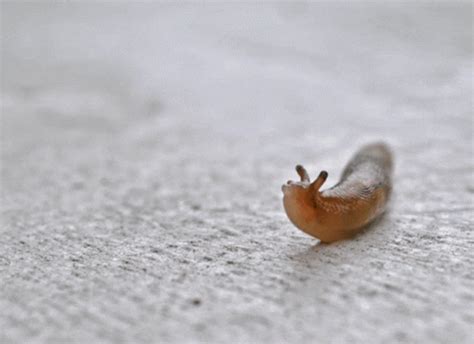 Dancing Slug Happy GIF - DancingSlug Slug Happy - Discover & Share GIFs