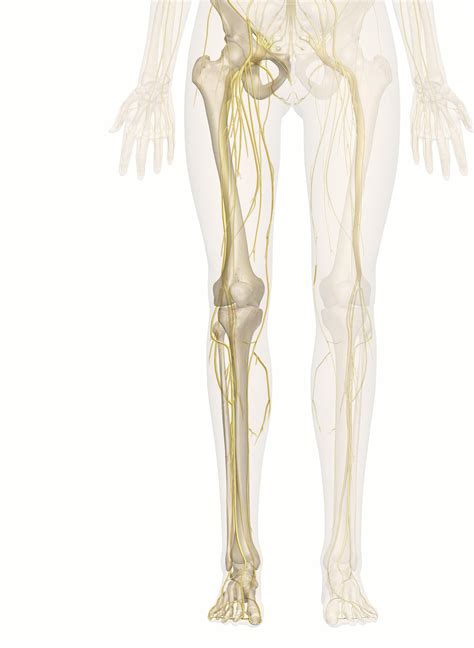 The Nerves of the Leg and Foot: 3D Anatomy Model