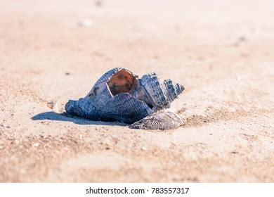 712 Broken Conch Shell Royalty-Free Images, Stock Photos & Pictures | Shutterstock