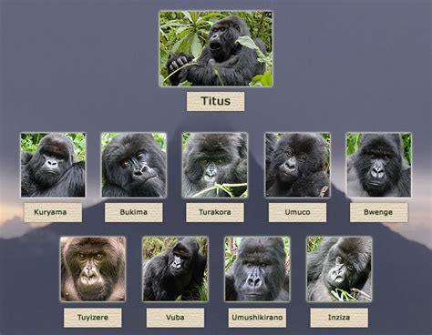 The Gorilla King | Explore Titus's Family Tree | Nature | PBS