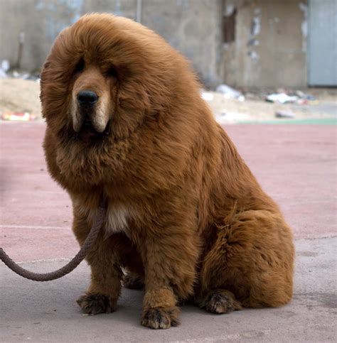 Top 10 Tibetan Mastiff-Sized Products for Your Massive Pup: A Buying Guide - Furry Folly