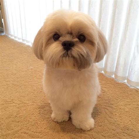 47 Cool Shih Tzu Puppies First Haircut - Haircut Trends