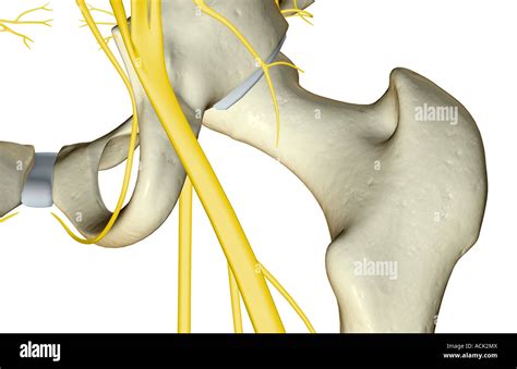 The nerves of the hip Stock Photo - Alamy