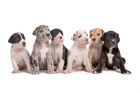 The 7 Official Great Dane Colors