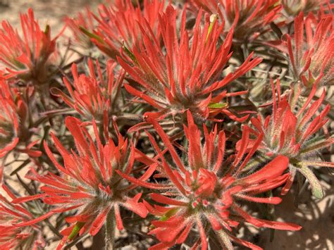 Red And Orange Texas Wildflowers | Best Flower Site